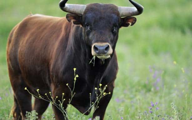 Corrida de toros ha bajado sus ventas