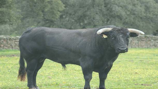 Decrecimiento en corridas de toros