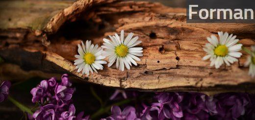 daisy, lilac, wood