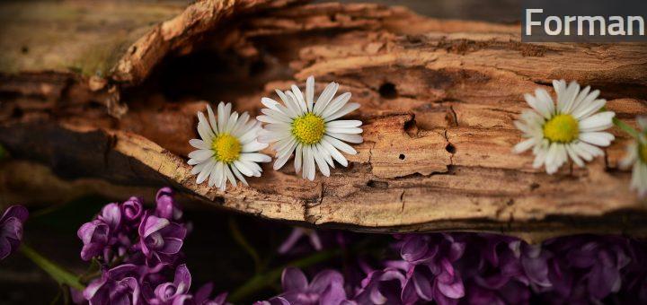 daisy, lilac, wood