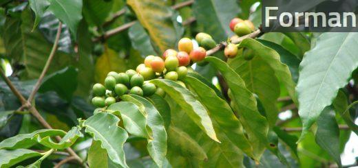 planta de cafe