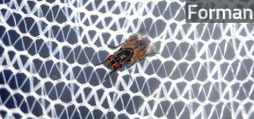 fly, mosquito net, white