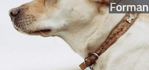 short-coated beige dog